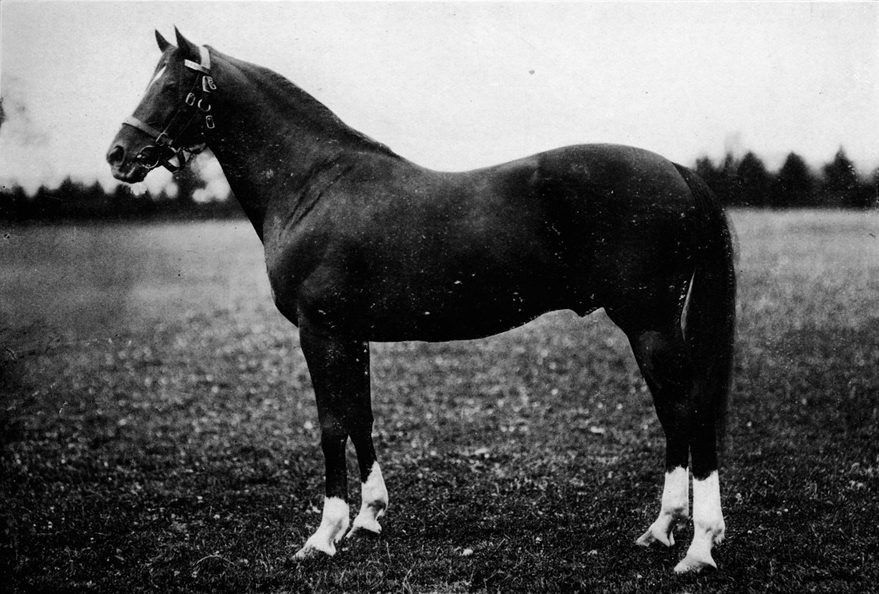 Aventureiro, século XIX, 1911 de Unbekannt