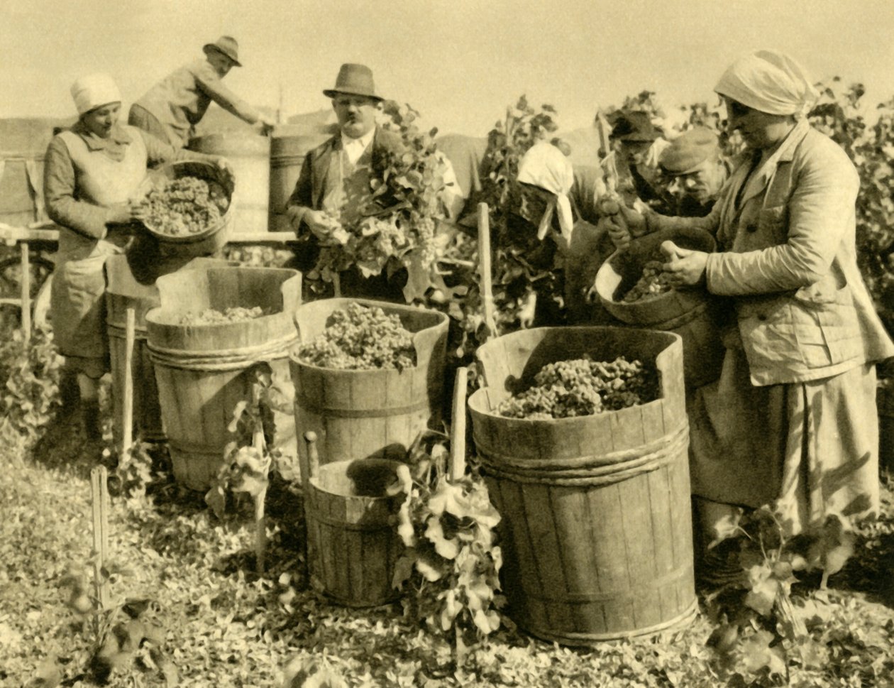 Colheita de vinho perto de Baden bei Wien, Baixa Áustria, c1935. de Unbekannt