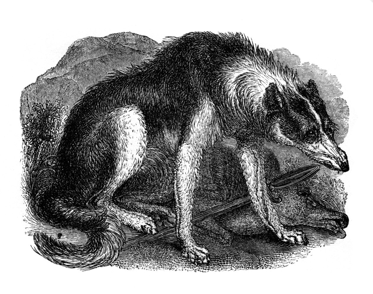 Cão lobo, 1848 de Unbekannt
