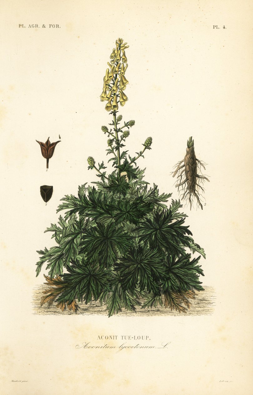Banana de lobo ou lobisomem, Aconitum lycoctonum, Aconit tue-loup de Unbekannt