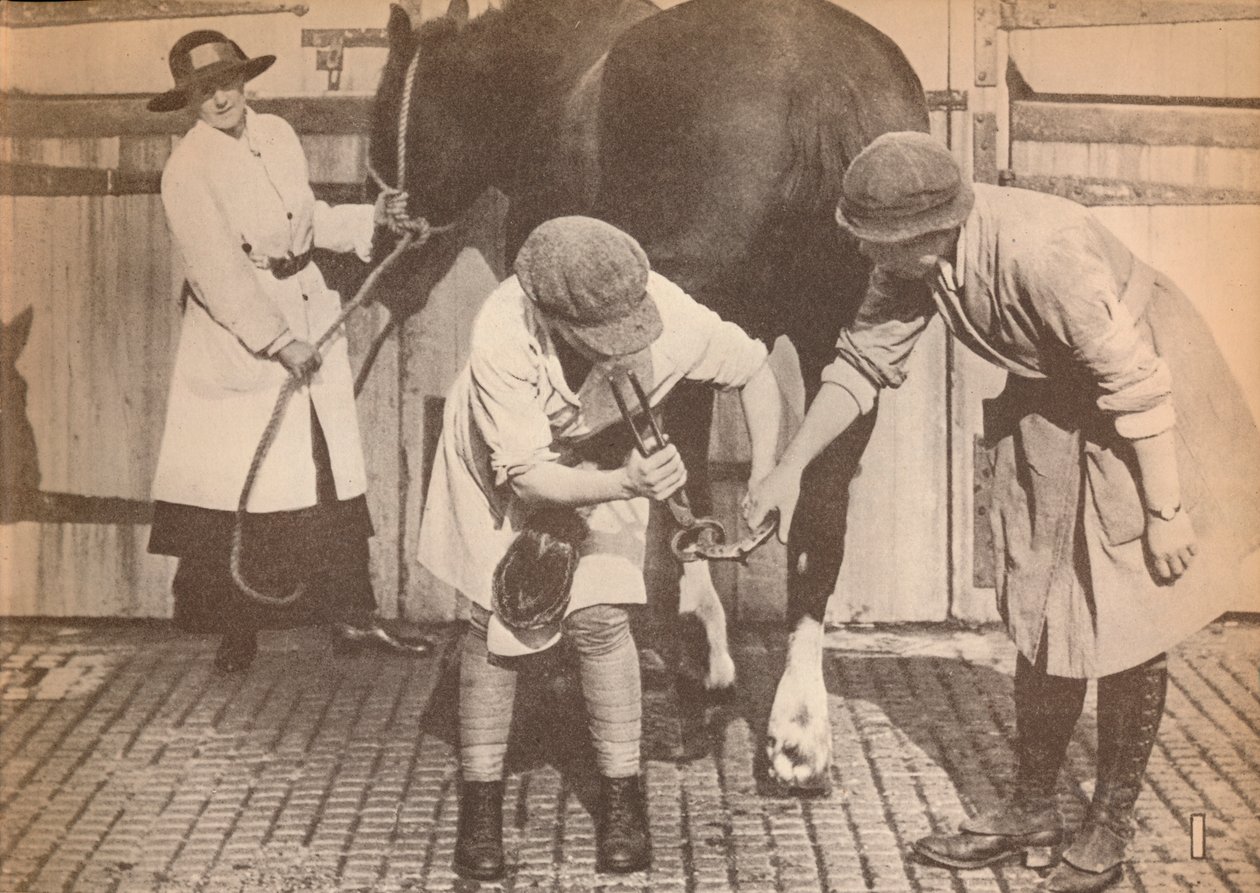 Mulheres como ferradores no hospital de cavalos de uma grande empresa de contatores de transporte, c1916, 1935 de Unbekannt