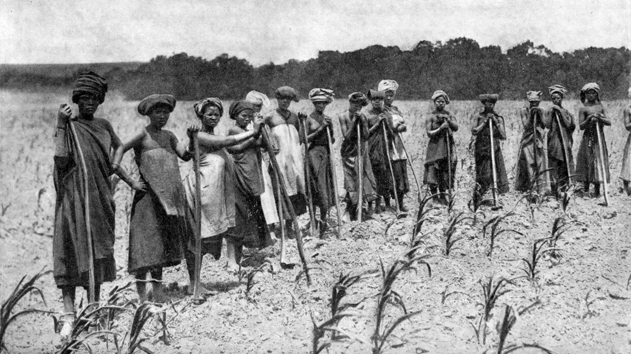 Mulheres, capinar, um, campo milho, áfrica sul, c1923 de Unbekannt