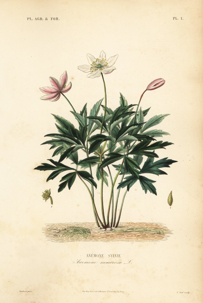 Anémona de madeira ou girassol, Anémona nemorosa, Anémona sylvie de Unbekannt