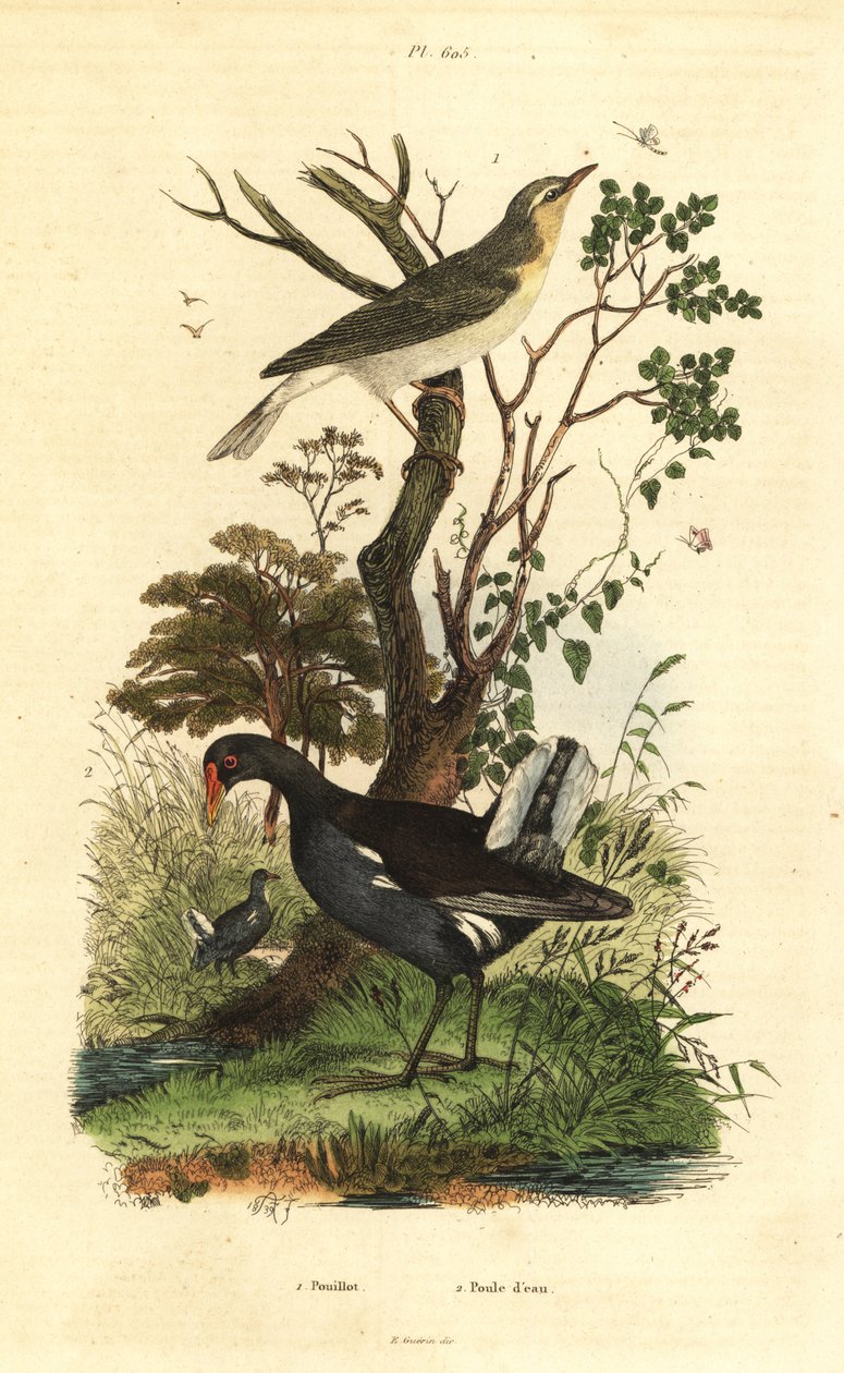 Toutinegra, Phylloscopus sibilatrix, e moorhen, Gallinula chloropus Pouillot et poule d