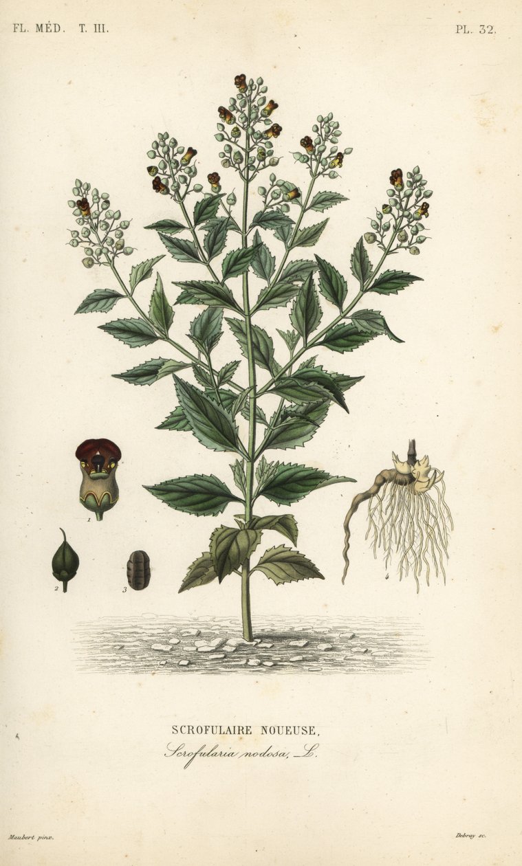 Scrophularia nodosa, Scrofulaire noueuse, Scrofulaire noueuse, Scrophularia nodosa de Unbekannt