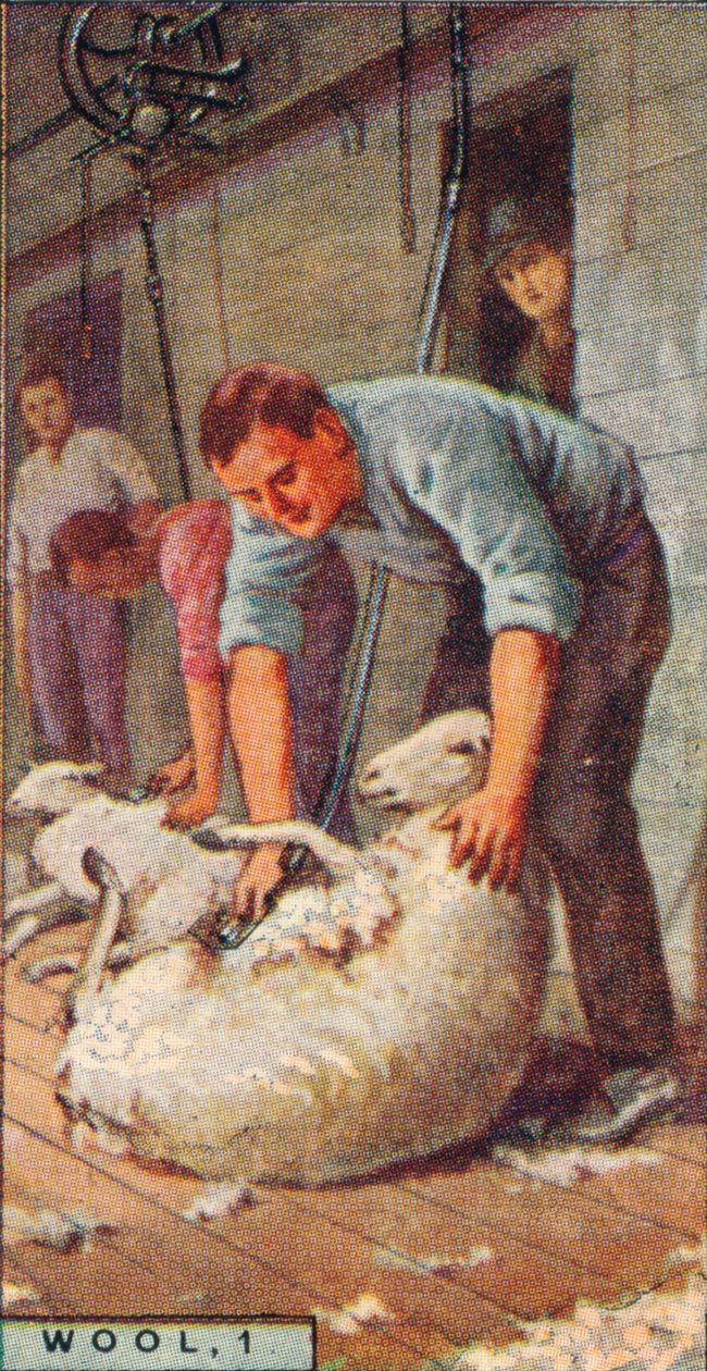 Wool, 1. - Shearing Sheep por Machinery, Austrália, 1928 de Unbekannt