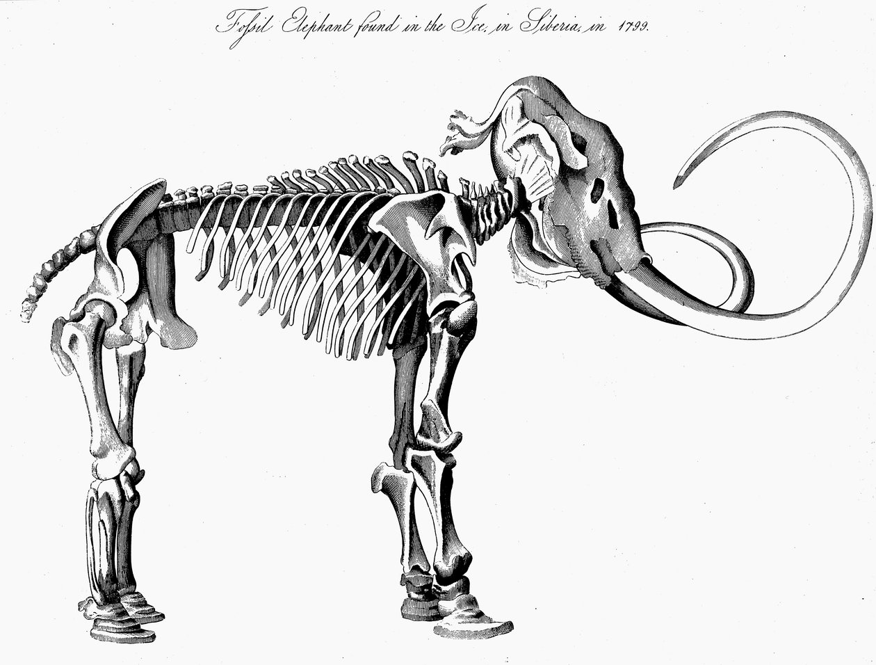 Mamute esqueleto de Mammuthus, 1830 de Unbekannt