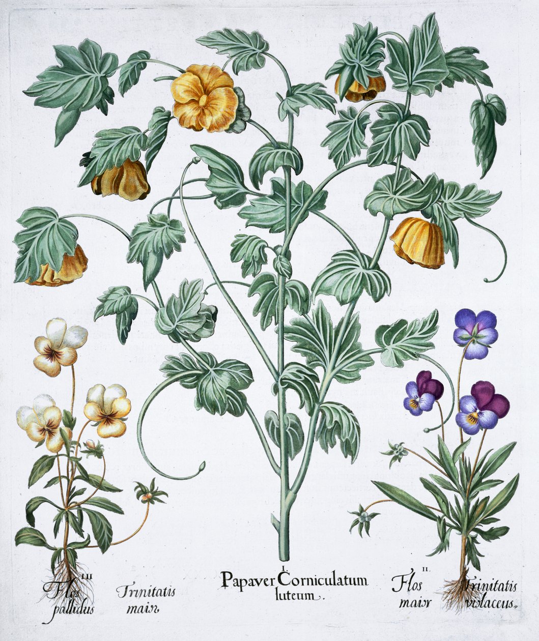 Papoula com chifres amarelos, 1613 de Unbekannt