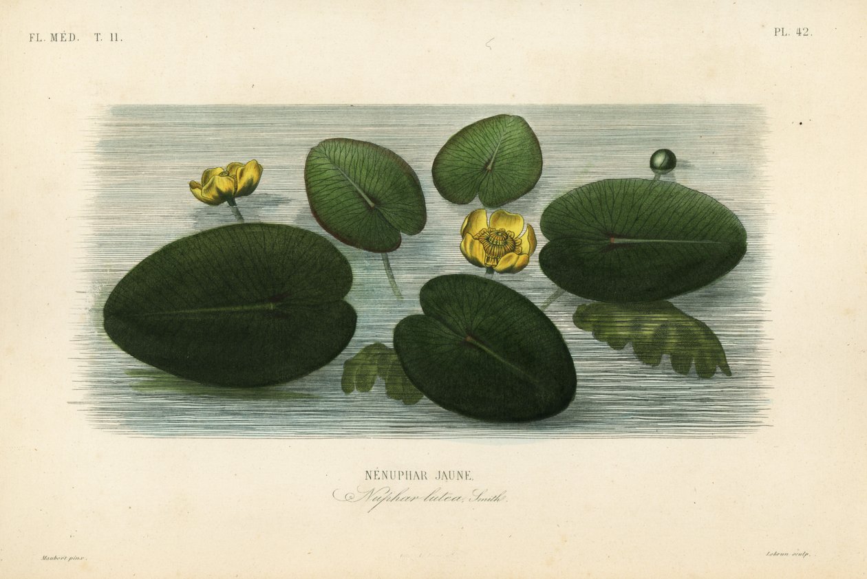Nenuphar lutea, Nenuphar lutea, Nenuphar lutea, Nenuphar jaune de Unbekannt