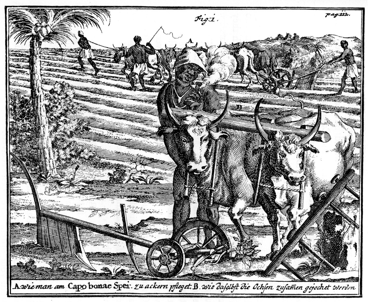Bois de junção e campos de lavra, África do Sul, século 1831 de Unbekannt