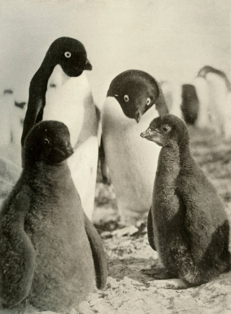 Young Adelie and Parents, c1908, 1909. de Unbekannt