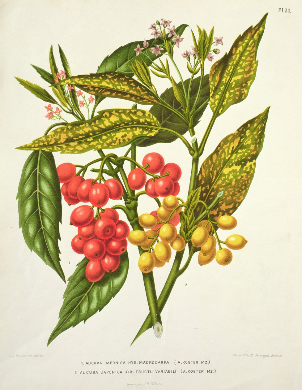 Macrocarpa híbrido de Aucuba japonica e Fructu variabili, de A. Koster (século XIX) (impressão) de Unbekannt Unbekannt