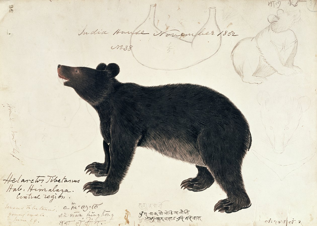 Desenho de um urso preto asiático, Ursus Tibetanus, da região central do Himalaia de Unbekannt Unbekannt