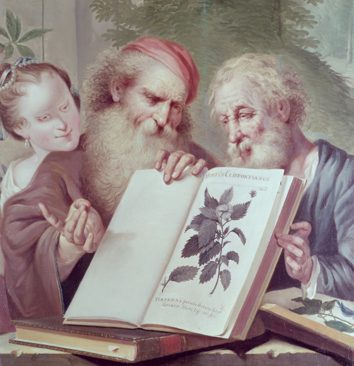 Ilustração de Hortus Cliffortianus, de Carl Linnaeus (1707-78), publicado em Amsterdã 1737-38 de Unbekannt Unbekannt