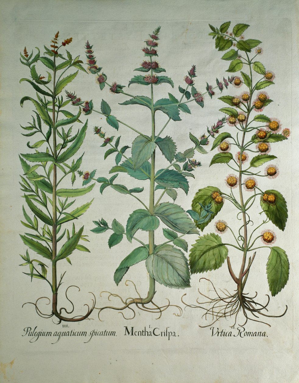 Menta: Mentha crispa de Unbekannt Unbekannt