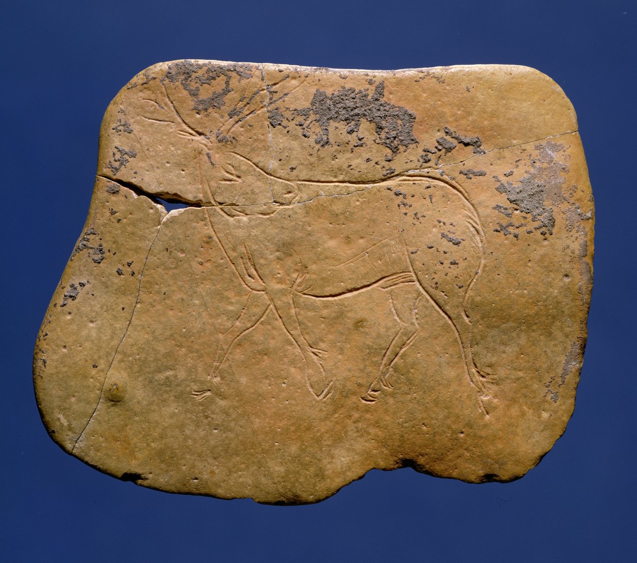 Rena, incised, desenho, ligado, pedra calcária, paleolithic, Magdalenian, V, de, Laugerie, Basse, dordogne, c.12000, bc de Unbekannt Unbekannt
