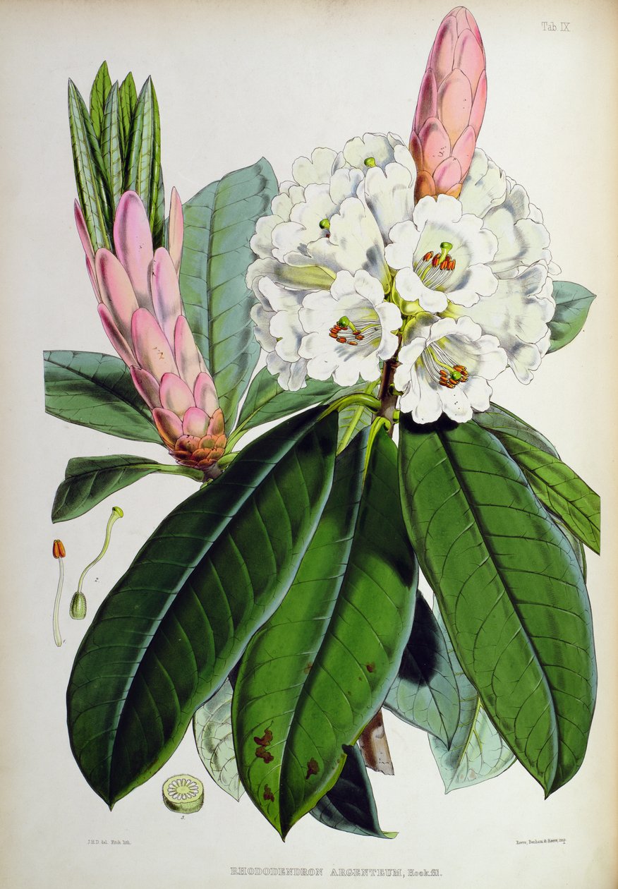 Rhododendron: Argenteum, de `Os rododendros de Sikkim-Himalaya, por JD Hooker, 1849-51 de Unbekannt Unbekannt