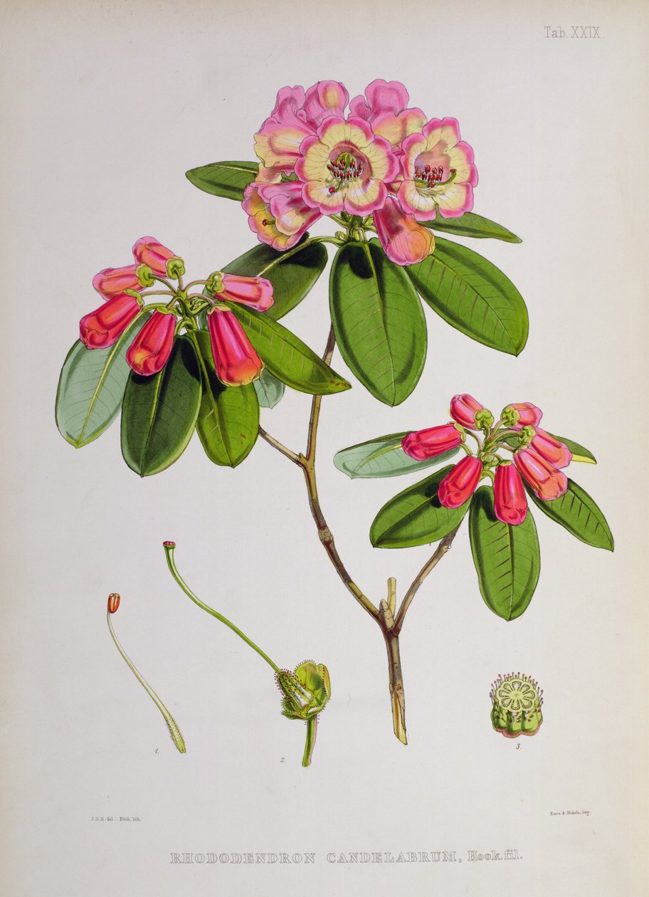 Rhododendron: Candelabro, de `Os rododendros de Sikkim-Himalaya por JD Hooker, 1849-51 de Unbekannt Unbekannt