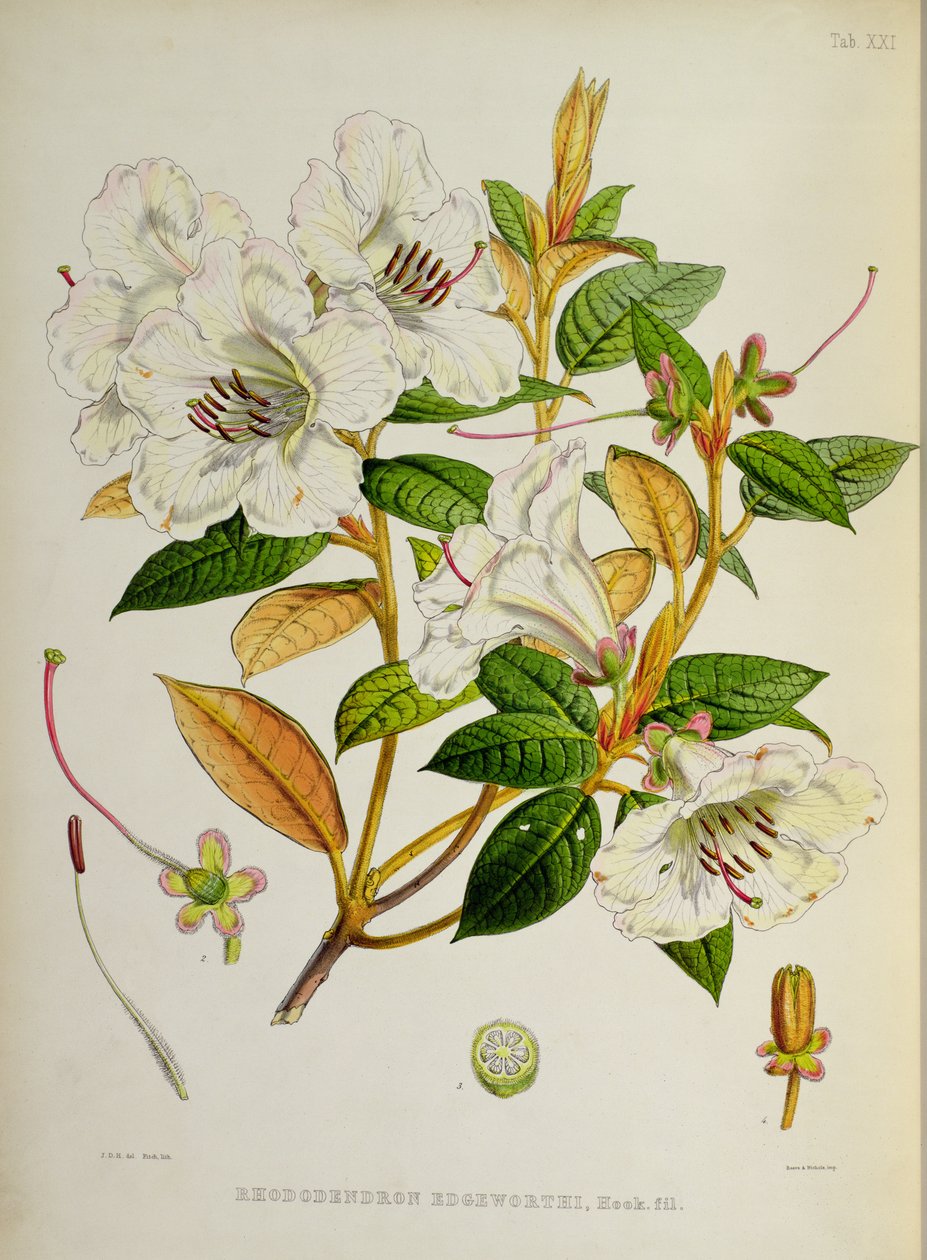 Rododendro: Edgeworthi de `Os rododendros de Sikkim-Himalaya por JD Hooker 1849-51 de Unbekannt Unbekannt