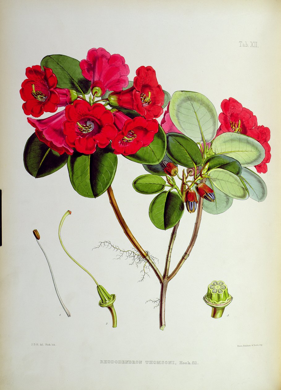 Rododendro: Thomsoni, de `Os rododendros de Sikkim-Himalaya por JD Hooker 1849-51 de Unbekannt Unbekannt