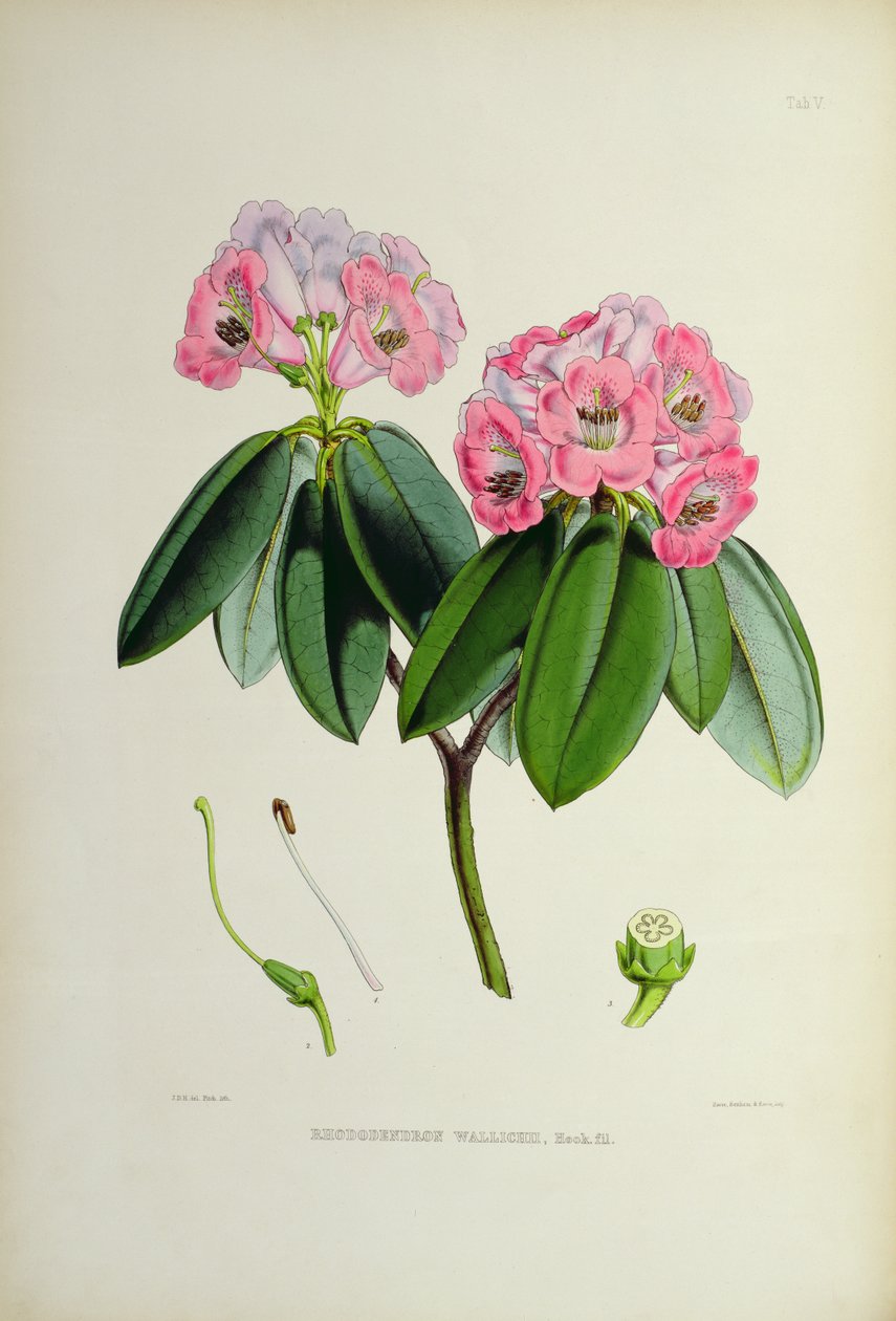 Rododendro: Wallichii, de `Os rododendros de Sikkim-Himalaya por JD Hooker 1849-51 de Unbekannt Unbekannt