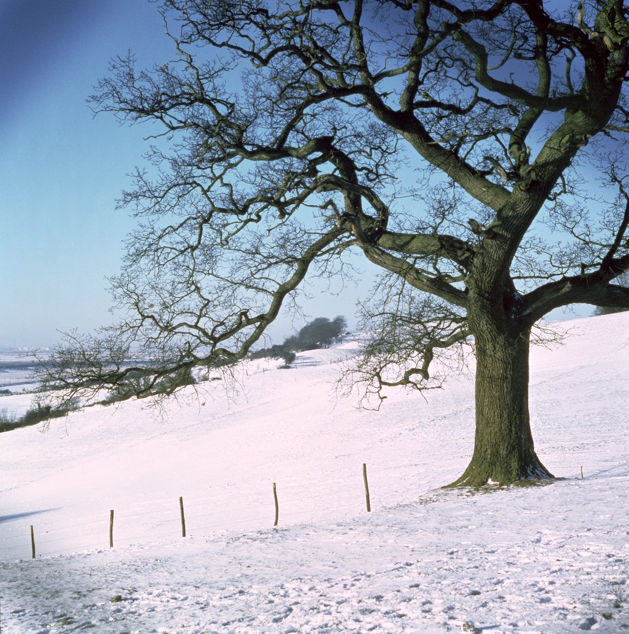 Paisagem de inverno, Hockley Downs, Essex de Unbekannt Unbekannt