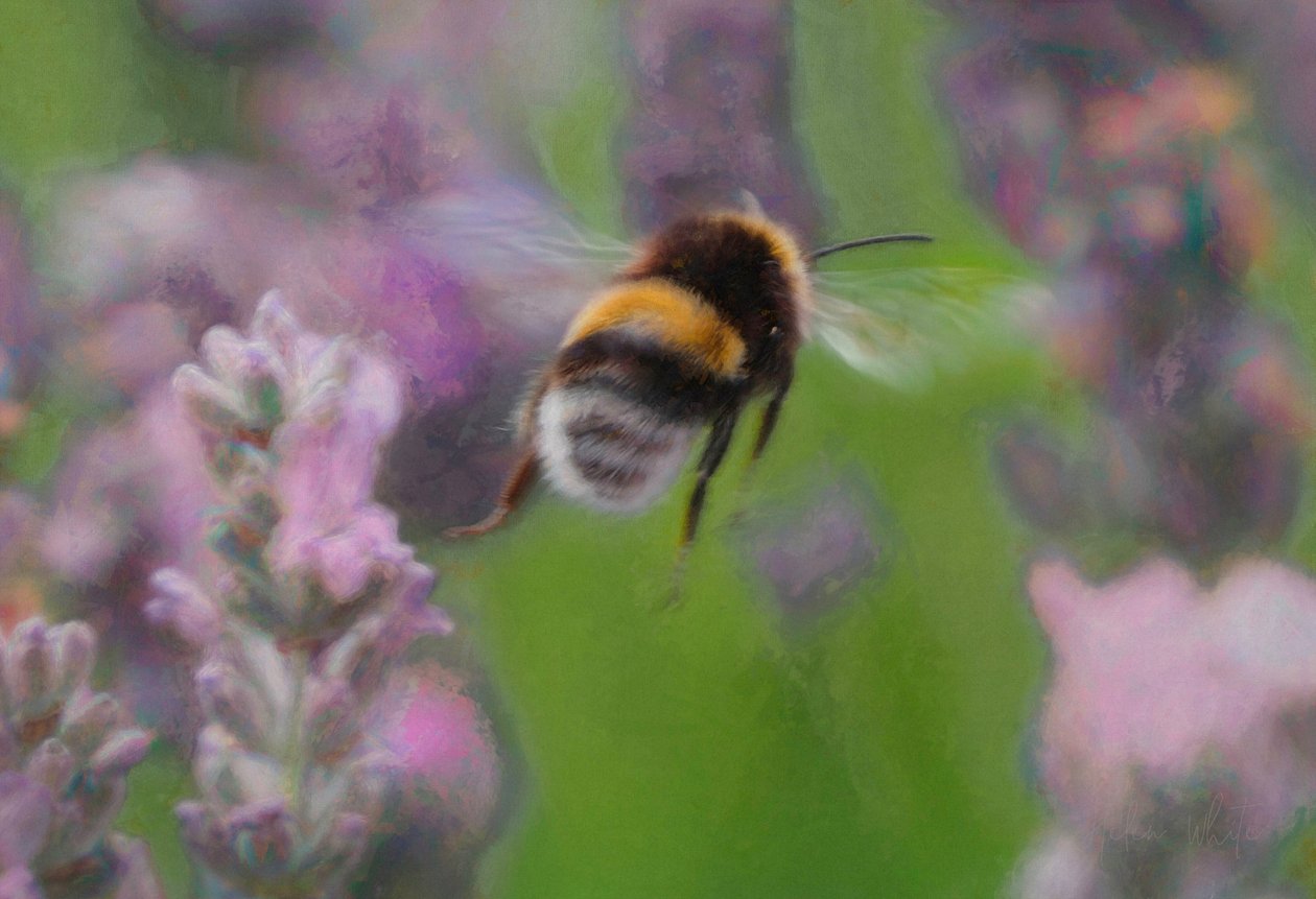 Abelha em Lavanda, 2018, de Unbekannt Unbekannt
