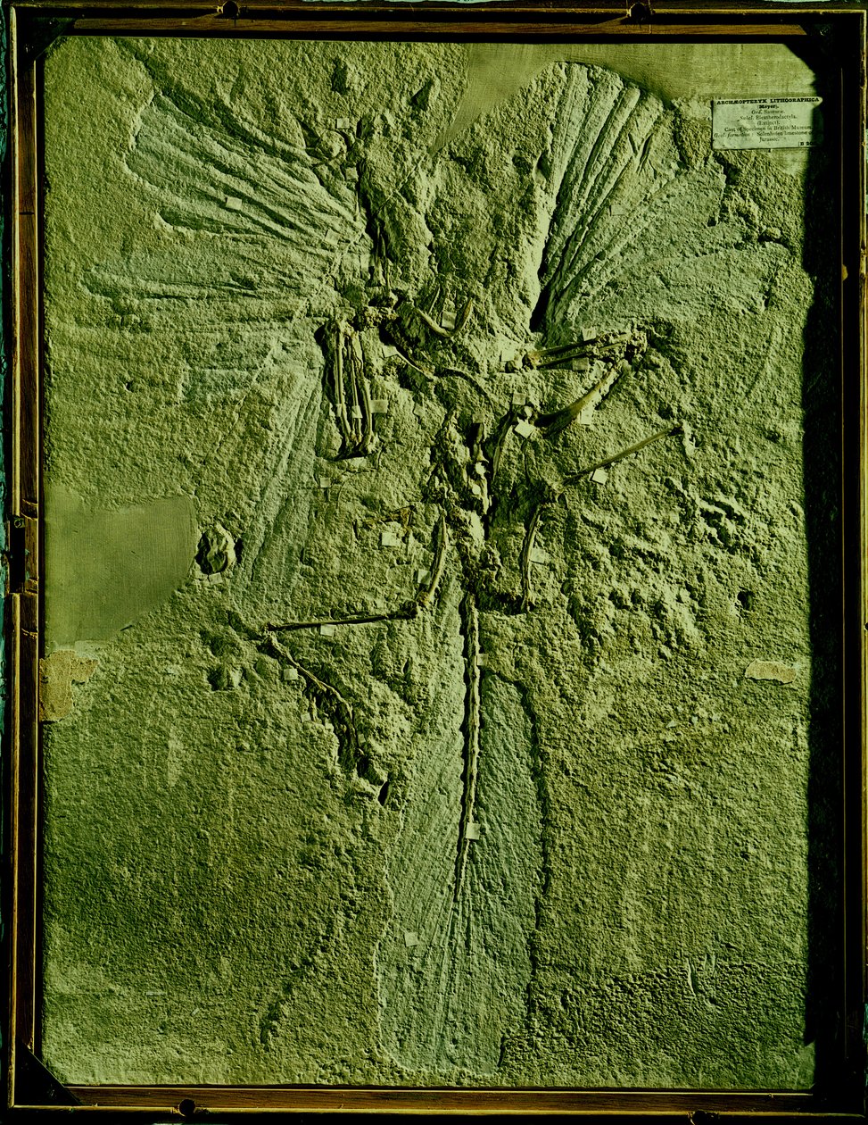 Elenco do Archaeopteryx lithographica de Unbekannt Unbekannt