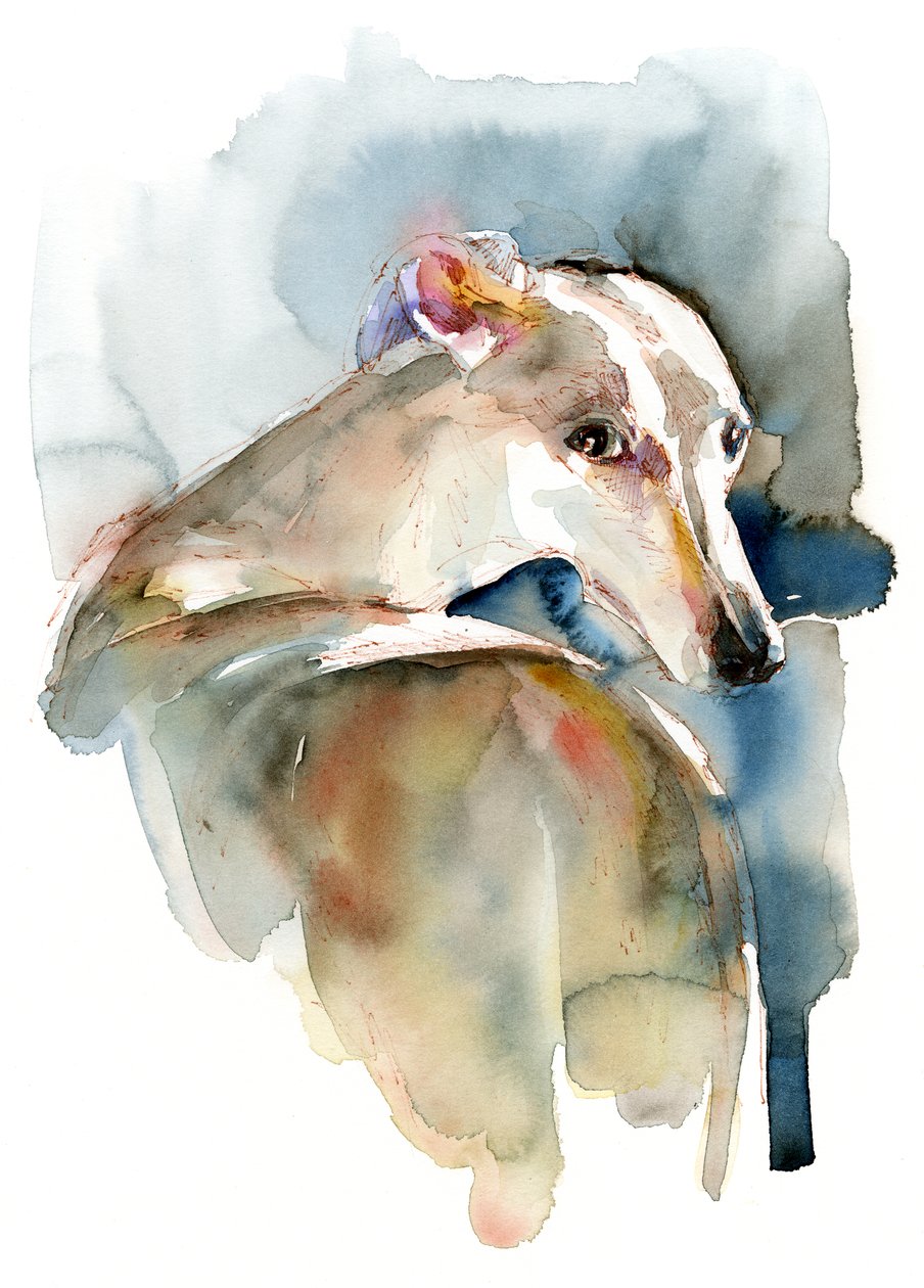 Galgo Esperança, 2016, de Unbekannt Unbekannt