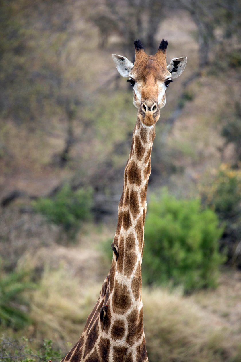Parque Nacional Kruger, girafa de Unbekannt Unbekannt