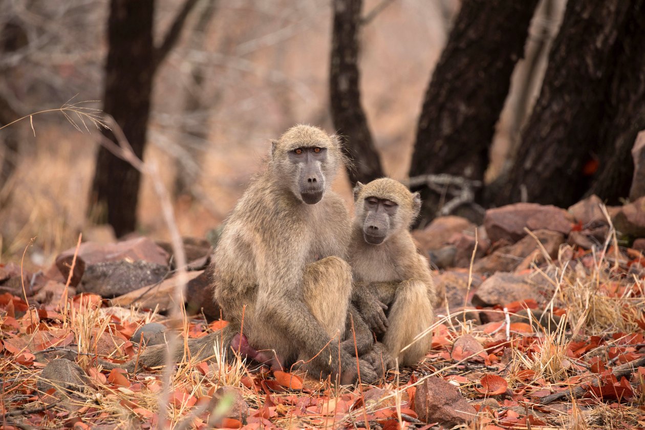 Parque Nacional Kruger, dois macacos Vervet de Unbekannt Unbekannt