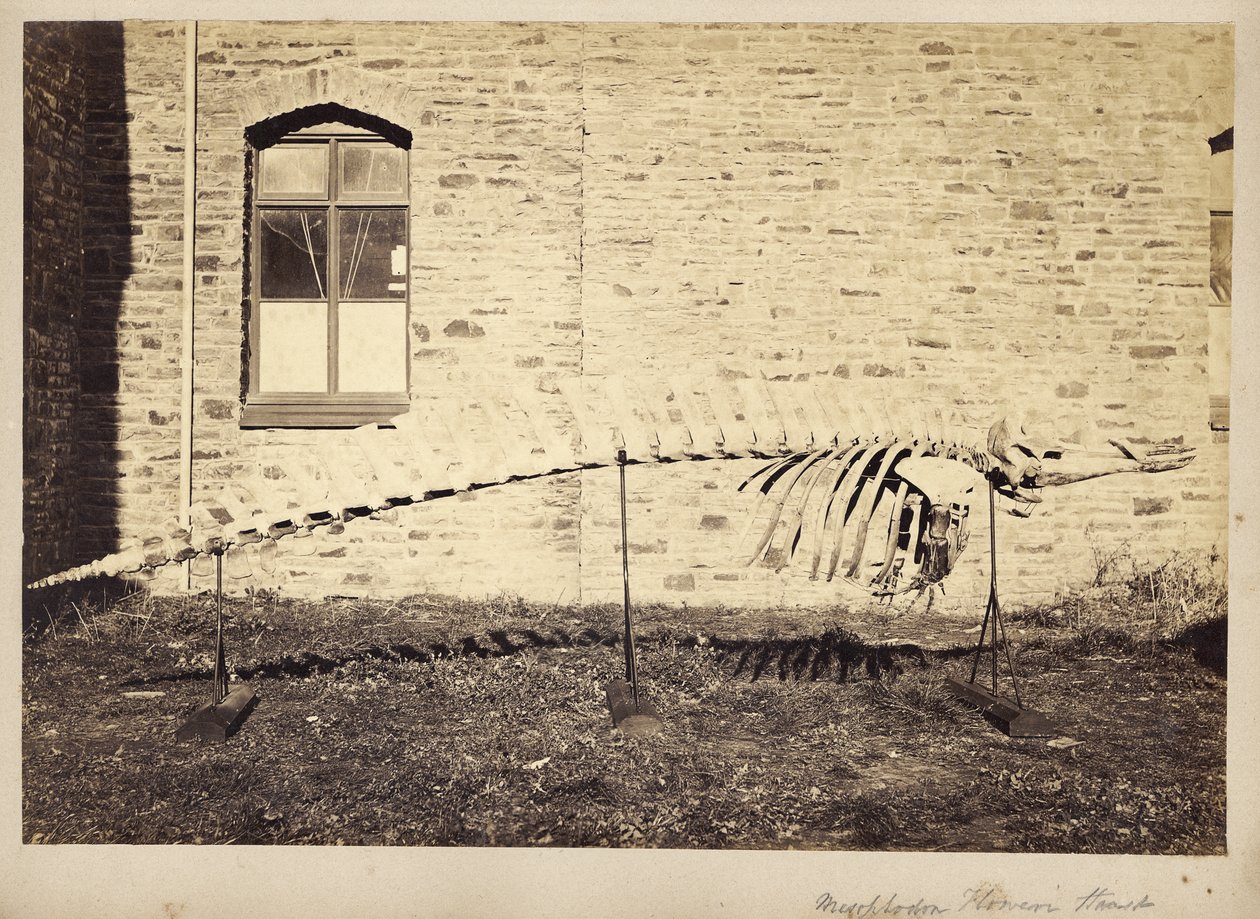 Mesoplodon Floweri Haast, final dos anos 1870 de Unbekannt Unbekannt