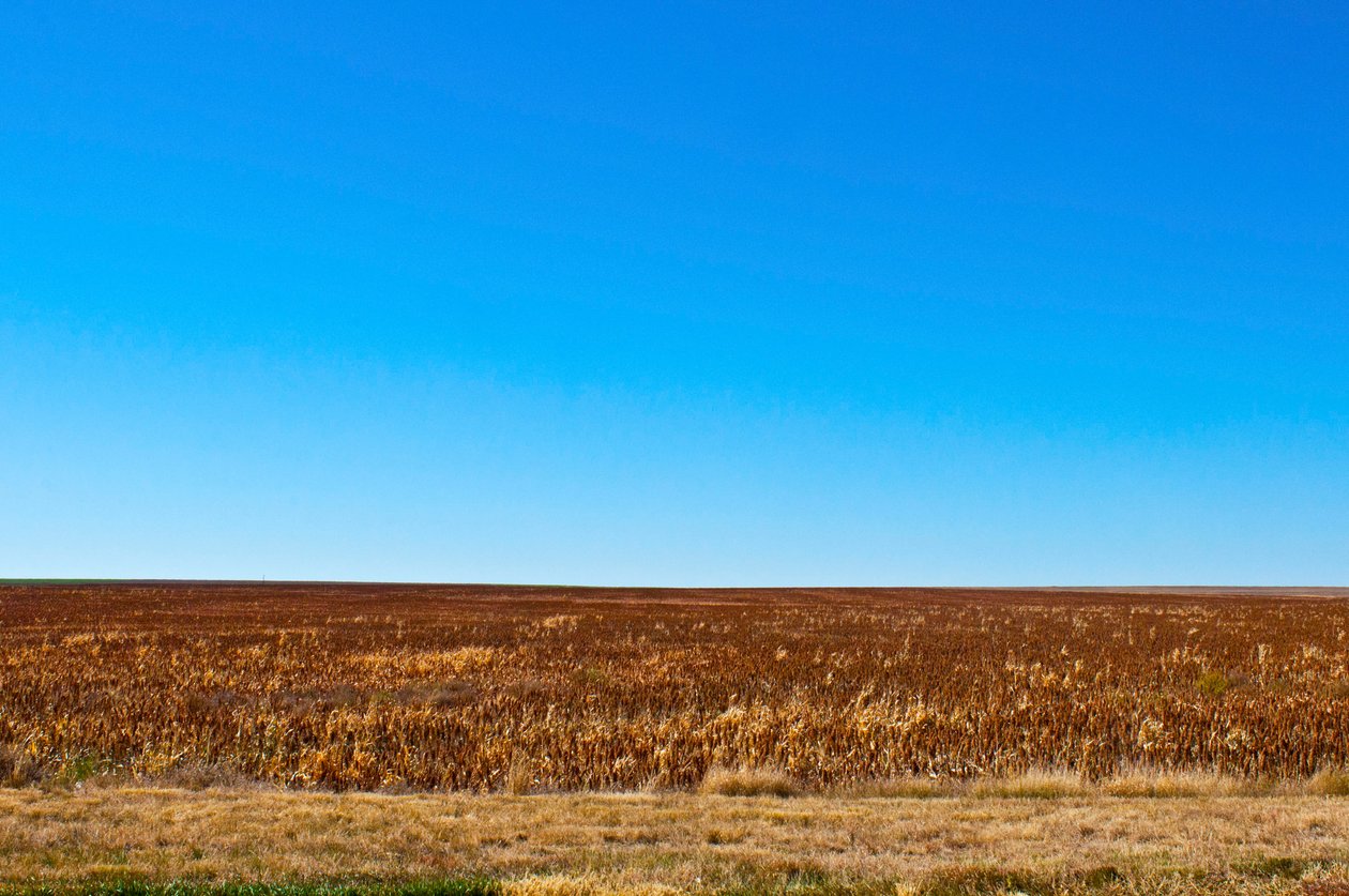 Sorgo pronto para a colheita, Eads, Colorado de Unbekannt Unbekannt