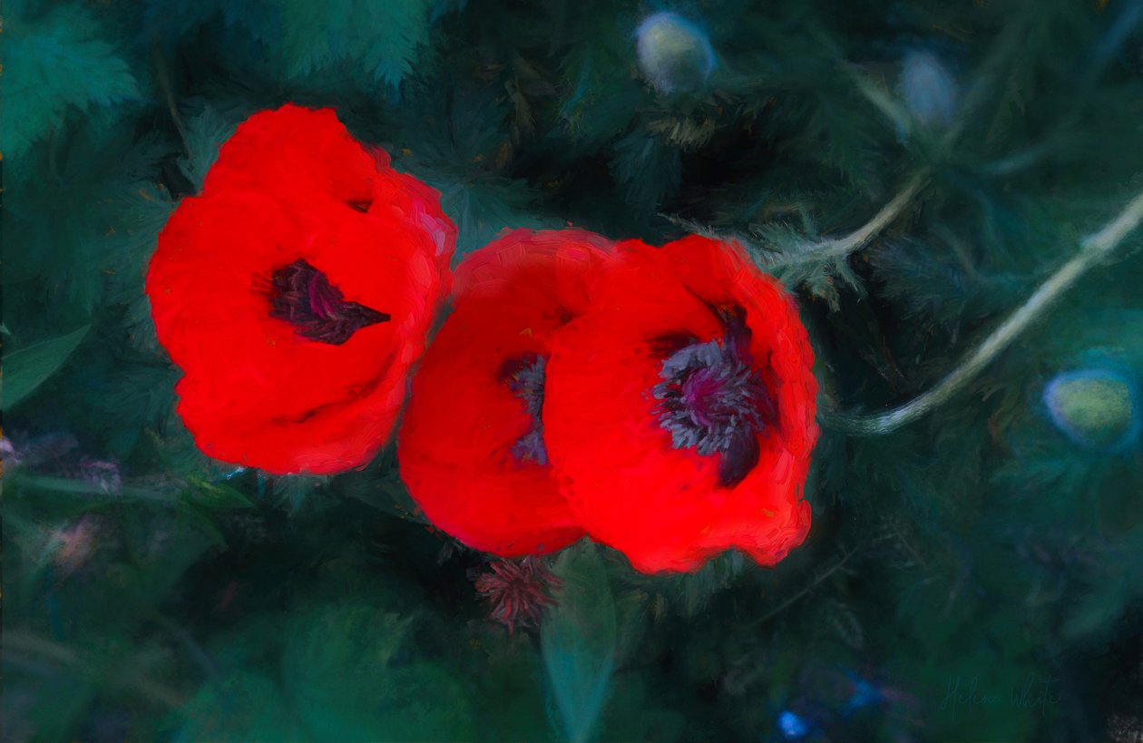 Três Papoulas de Scarlet, 2018, de Unbekannt Unbekannt