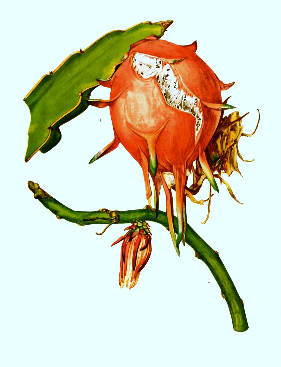 1. 2. Wilmattea minutiflora, cato, cato (Hylocereus undatus) de Unbekannter Künstler