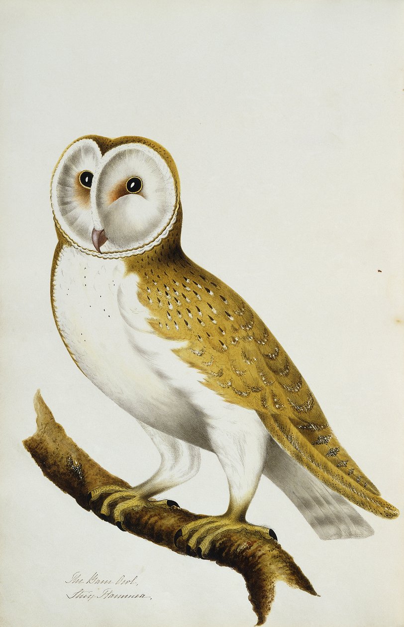 A Barn Owl, parte de Um Álbum de Aquarelas de Pássaros e Seus Ovos, c. 1800 de Unbekannt