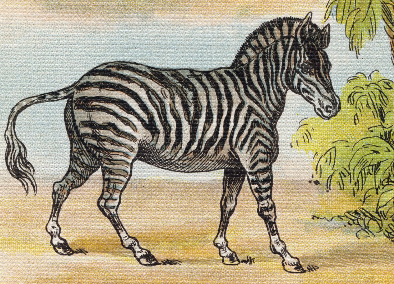 Uma zebra. Gravura em "Alfabeto de ma petite fille". Bernardin-Bechet e Fils, livreiros-editores, Paris, por volta de 1895. Álbum inquebrável em lona. Bibliotheque des Bebes. 12 páginas. Álbum contendo um método de leitura e um abecedário ilustrativo. Dim: de Unbekannt