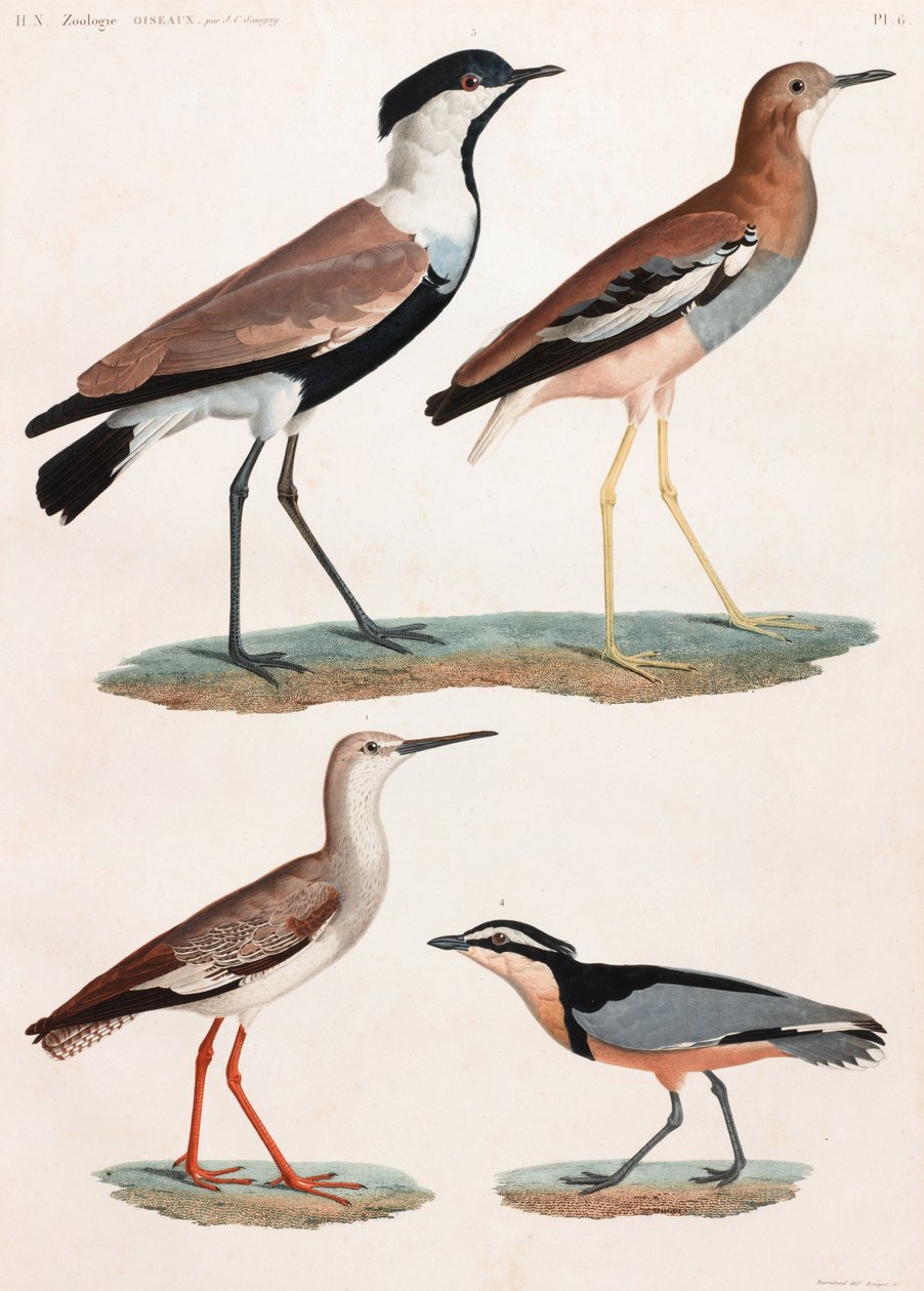 Uma série de ilustrações coloridas de aves em página inteira de Unbekannt