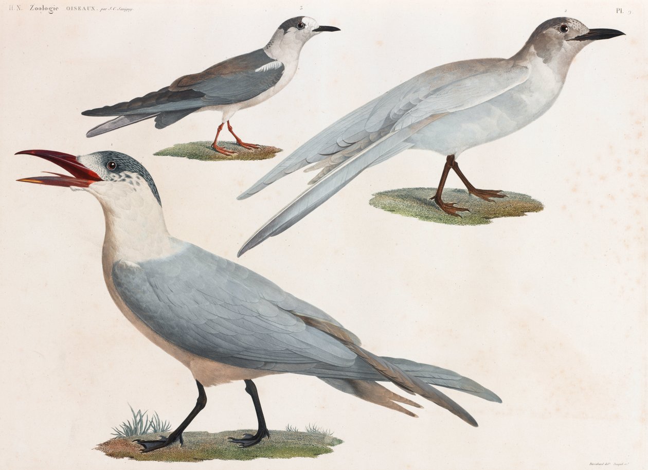 Uma série de ilustrações coloridas de aves em página inteira de Unbekannt