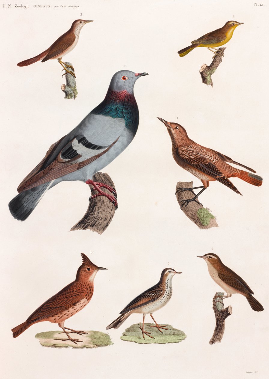 Uma série de ilustrações coloridas de aves em página inteira de Unbekannt
