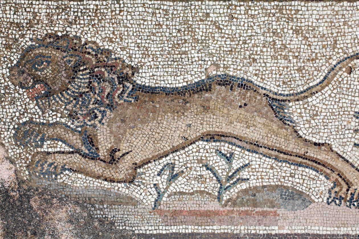 Um leão - Detalhe de um friso retratando cenas de caça ao redor do Mosaico - Mosaicos Paphos, Vila de Theseus, Século V DC - Chipre - Um leão - Detalhe de um friso retratando cenas de caça ao redor do Mosaico de William M. Timlin