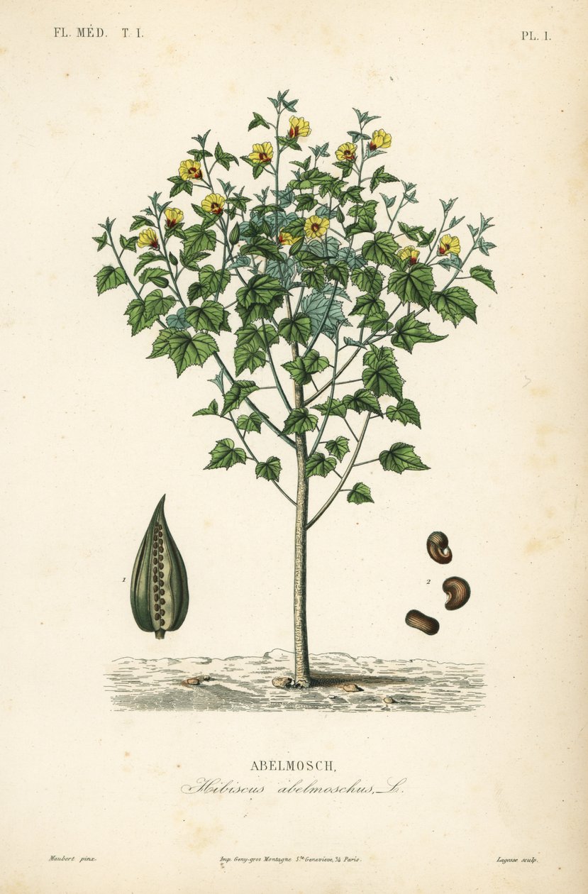 Abelmosk, ambrette ou hibisco anual, Abelmoschus moschatus, Hibiscus abelmoschus, Abelmosch de Unbekannt