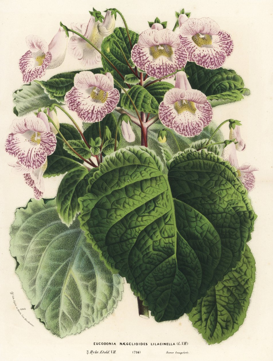 Achimenantha x naegelioides, cultivar lilás (Eucodonia naegelioides lilacinella). Litografia colorida à mão da obra de Louis van Houtte e Charles Lemaire, Flowers of the Gardens and Hothouses of Europe, Flore des Serres et des Jardins de l