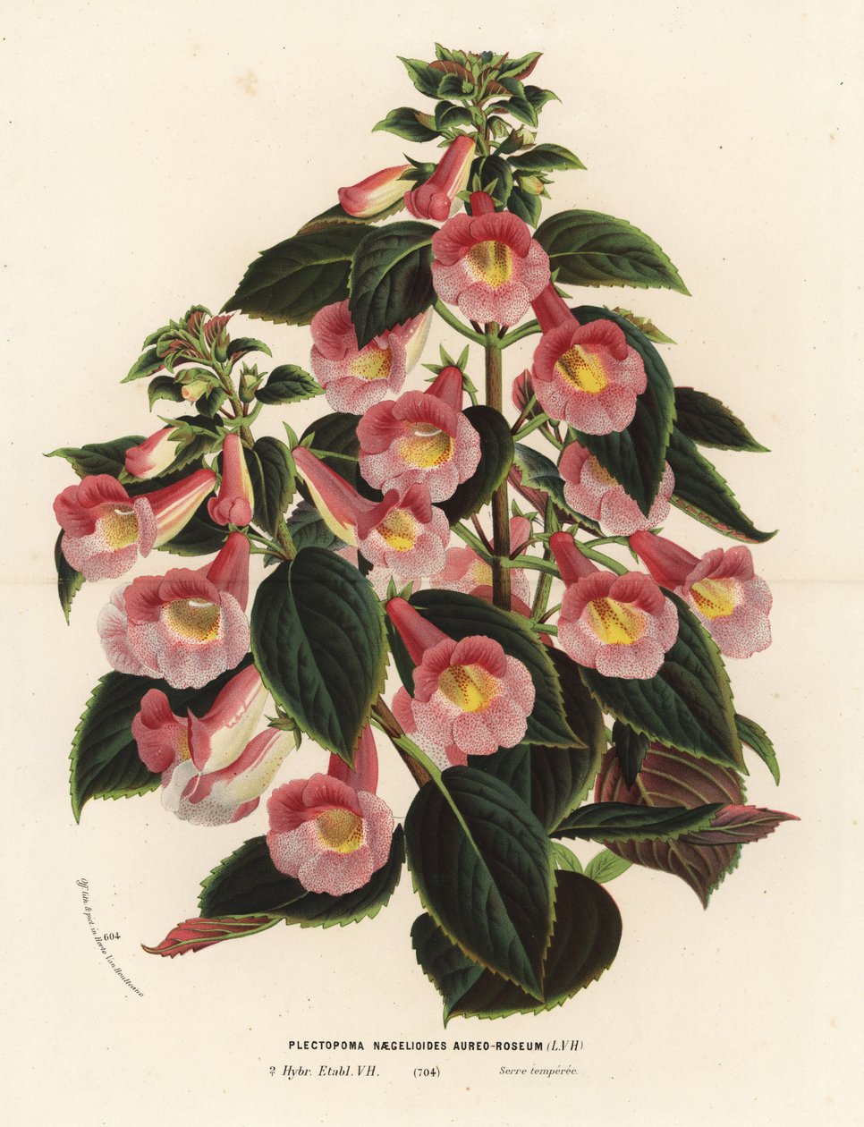 Achimenantha x naegelioides, cultivar rosa e ouro. Plectopoma naegelioides aureo-roseum. Litografia colorida à mão da obra de Louis van Houtte e Charles Lemaire, Flowers of the Gardens and Hothouses of Europe, Flore des Serres et des Jardins de l
