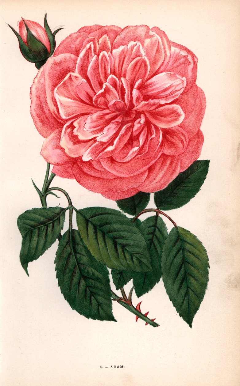 Rosa de Adam, variedade da rosa de chá criada por Monsieur Adam de Reims em 1838. Cromolitografia desenhada e litografada segundo a natureza por F. Grobon a partir da obra "Les Roses" de Hippolyte Jamain e Eugene Forney, Paris, J. Rothschild de Unbekannter Künstler