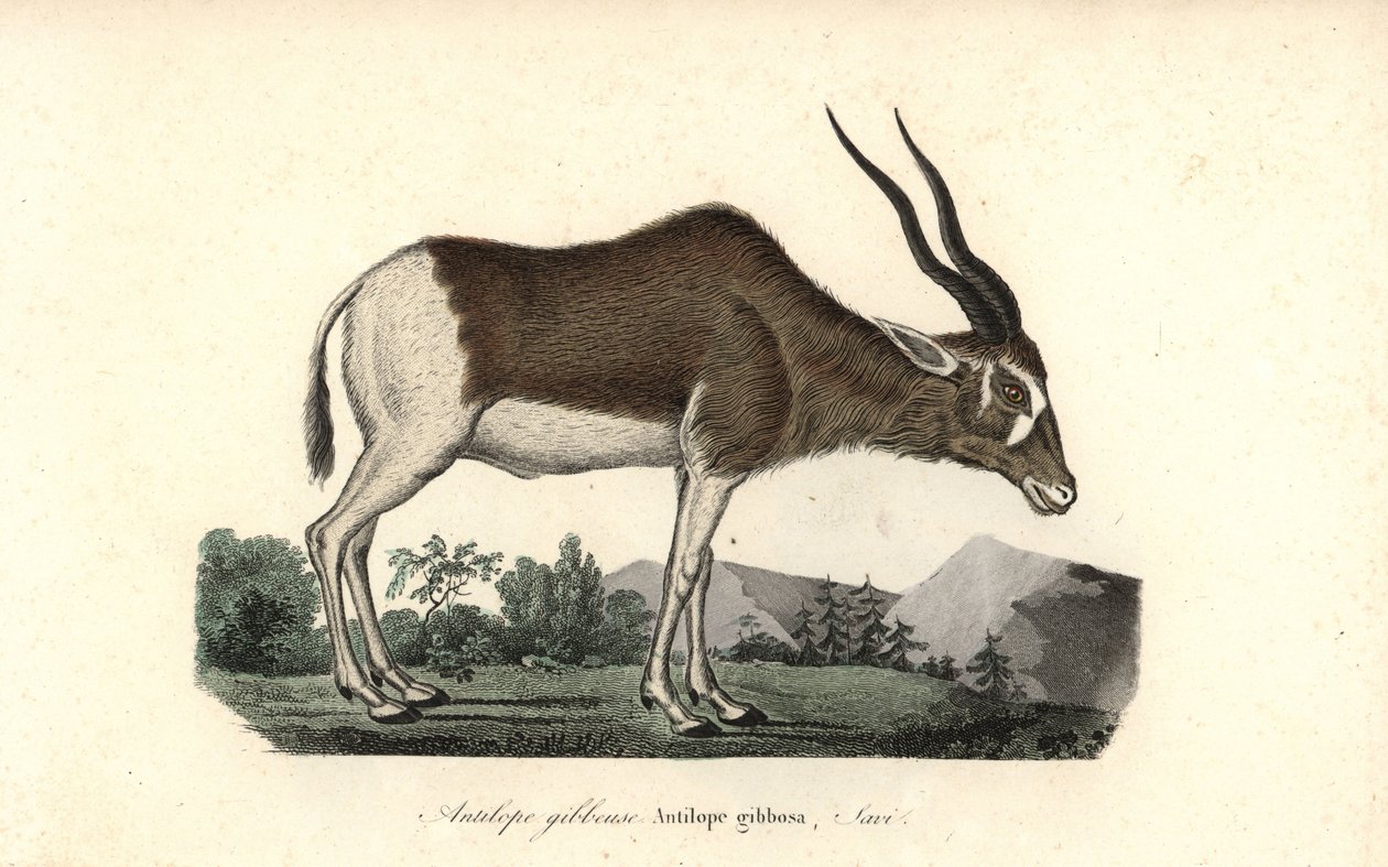 Addax ou antílope de chifre de parafuso, Addax nasomaculatus. Criticamente em perigo. Gravura em chapa de cobre colorida à mão, de René Primevere Lesson, Complements de Buffon, Pourrat Freres, Paris de Unbekannter Künstler