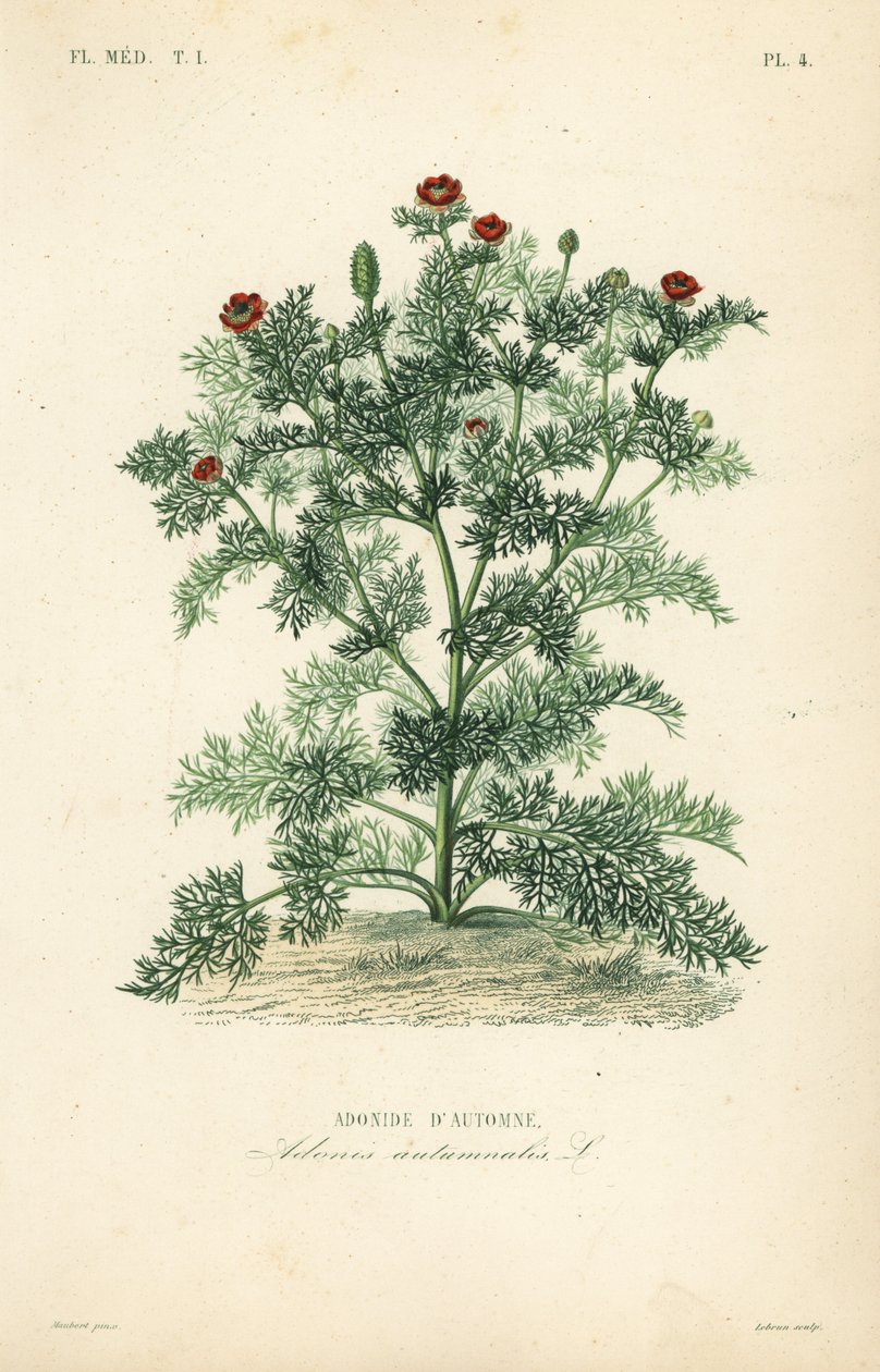 Adonis flor ou olho de faisão, Adonis annua, Adonis autumnalis, Adonide d