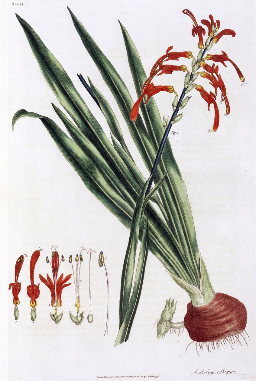 Nenúfar africano (Mais a lys d