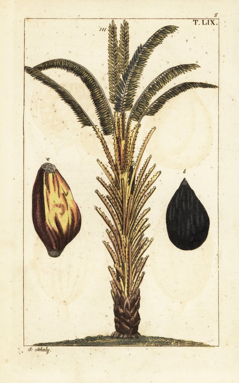 Palmeira africana com frutos, Elaeis guineensis. de Unbekannter Künstler