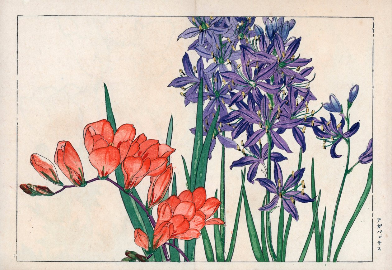 Agapanto ou lírio do Nilo (azul) e frésia. Lírio africano, Agapanthus africanus, e frésia, Freesia refracta. Gravura em xilogravura colorida à mão da obra "Seiyou Sokazufu" (Álbum pictórico de plantas e flores ocidentais: primavera) de Konan Tanigami, Unso de Unbekannter Künstler